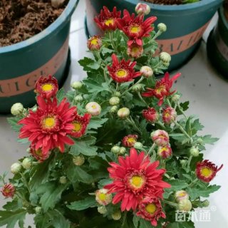 高度15厘米荷兰菊