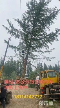 35公分银杏