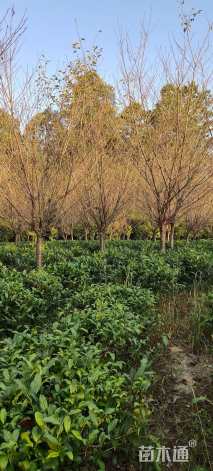 15公分日本晚樱