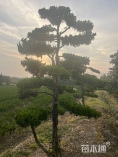 10公分造型龙柏