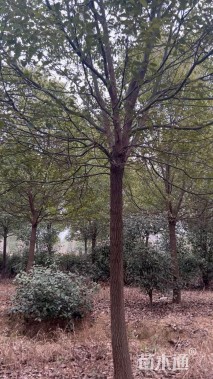 16公分香樟