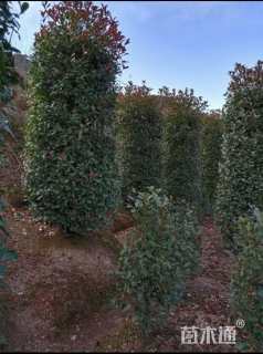 高度180厘米红叶石楠柱