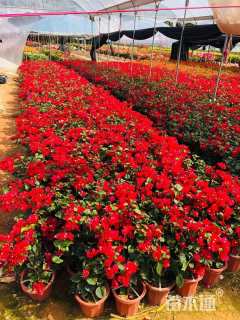 高度50厘米三角梅