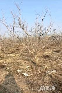 高度350厘米石榴