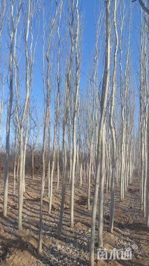 3公分新疆杨