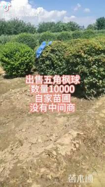 高度200厘米五角枫球