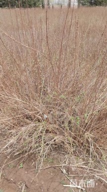 高度80厘米银露梅