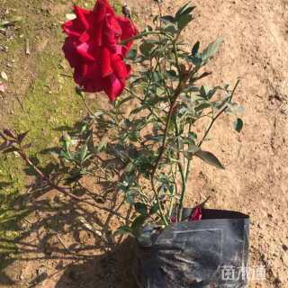 高度25厘米丰花月季