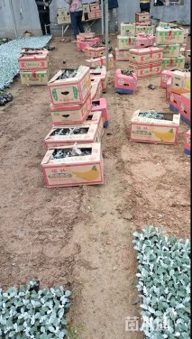 高度15厘米银叶菊