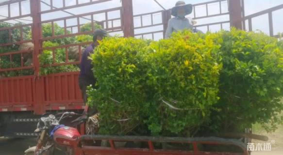 冠幅150厘米金叶女贞球