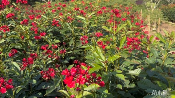 高度150厘米琴叶珊瑚