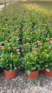 高度5厘米长寿花