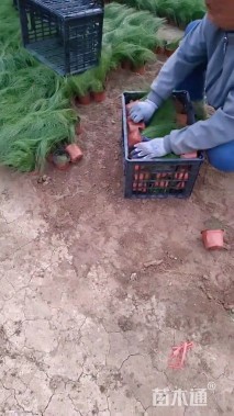 高度30厘米细茎针茅
