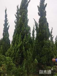 高度150厘米龙柏