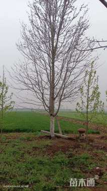 18公分美国红枫