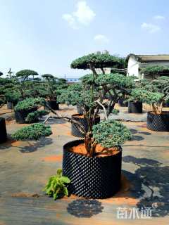 翠兰柏（翠兰松）