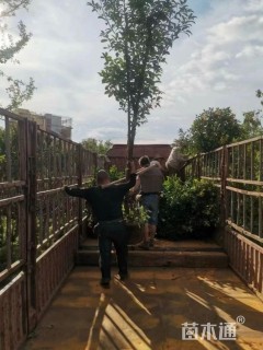 高度600厘米球花石楠