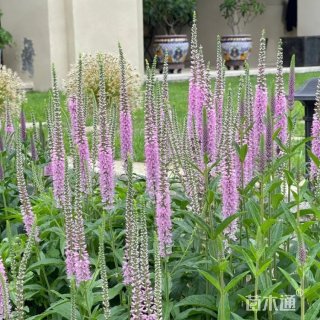 高度35厘米穗花婆婆纳