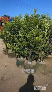 高度250厘米砂糖桔