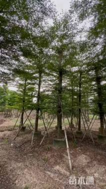 12公分小叶榄仁