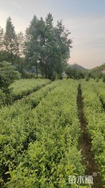 高度70厘米赤皮青冈