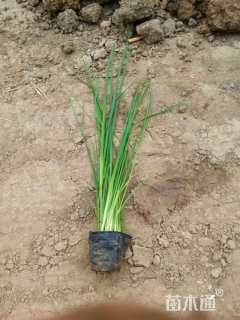 高度25厘米马莲