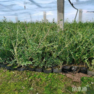 高度25厘米龟甲冬青小苗