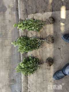 高度40厘米瓜子黄杨小苗