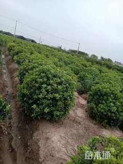 冠幅150厘米海桐球