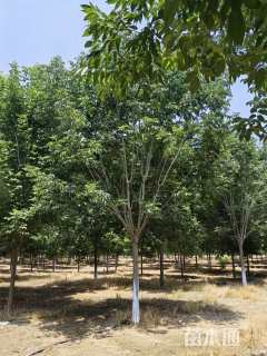 11公分秋紫白蜡