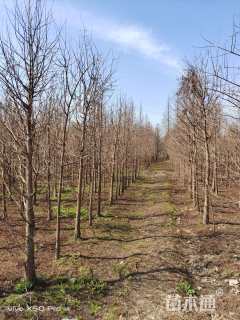 5公分墨西哥落羽杉