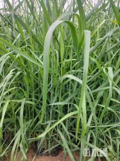 高度50厘米柳枝稷