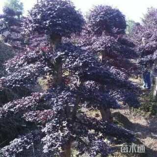 15公分造型红花继木桩