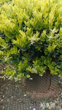 高度12厘米金森女贞小苗