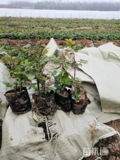 高度50厘米丰花月季