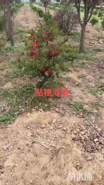 5公分造型贴梗海棠