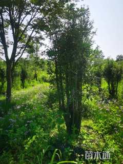 高度200厘米金弹子