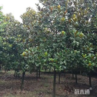 7公分广玉兰