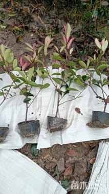 高度45厘米红叶石楠小苗