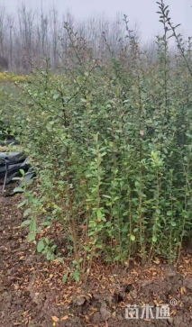 高度60厘米火棘