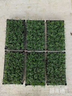 高度20厘米玉龙草
