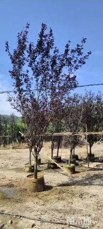 7公分紫叶李