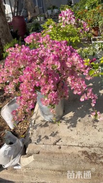 39公分造型三角梅