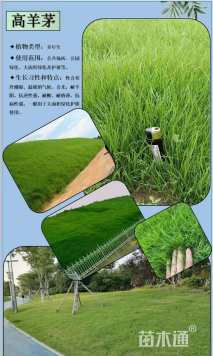 22.5公斤/袋高羊茅种子