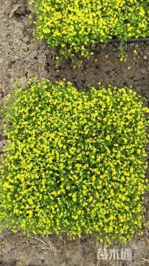 高度5厘米金莎蔓