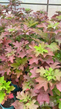 高度80厘米木绣球