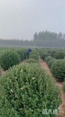 冠幅150厘米大叶黄杨球