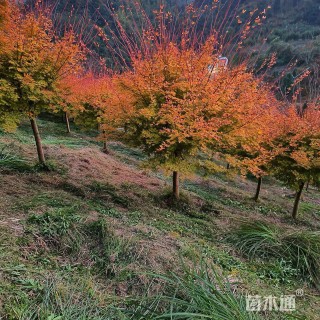 珊瑚阁