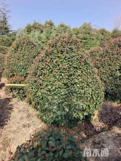 冠幅220厘米红叶石楠球