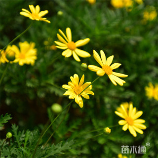 高度50厘米黄金菊